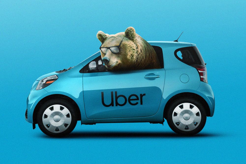 Bear and Uber