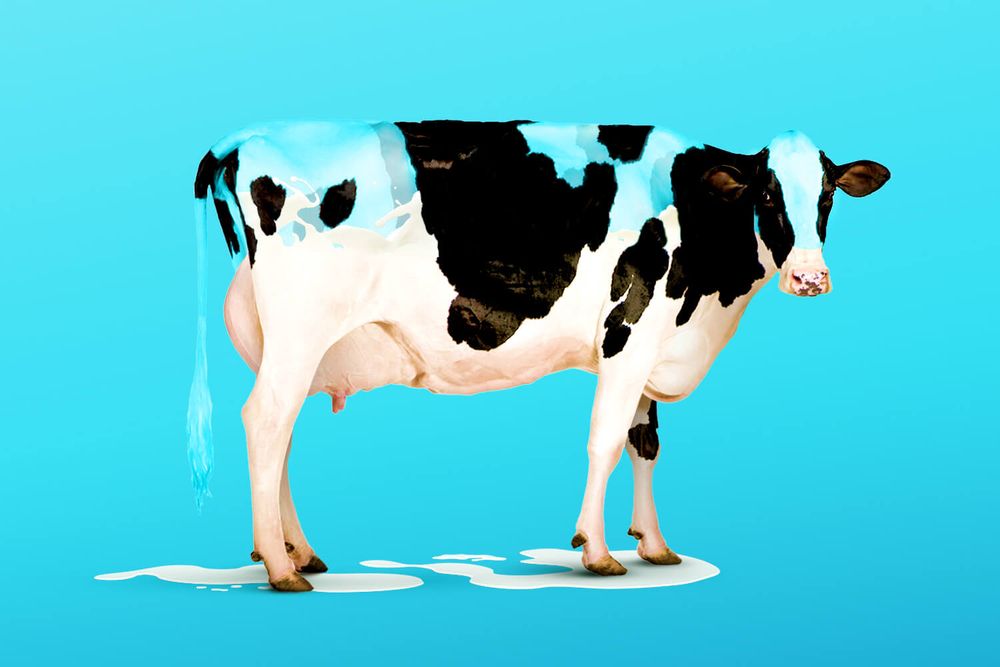 draining cow