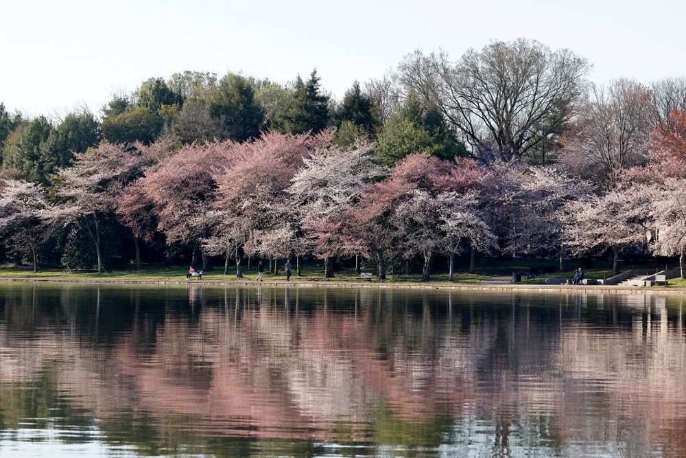 Cherry blossoms