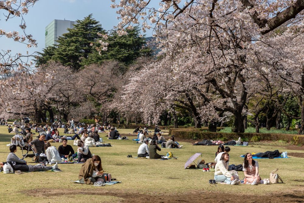 Japanese cherry blossoms