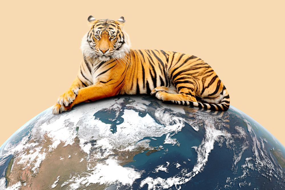 Tiger Global Management