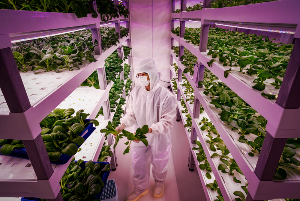 A photograph of a vertical farm growing lettuce. A worker in a white plastic suit stands between two rows of tall shelves; on each shelf is hundreds of growing lettuce plants. The entire farm is awash with a purple light. 