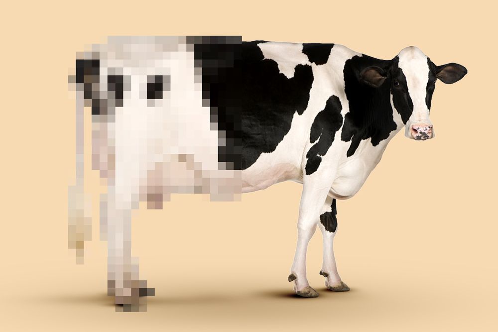 An illustration of a standing cow in front of a beige background. The cow's head and front of its body are in clear focus, but it's back legs and butt fade are pixelated and blurred.. 