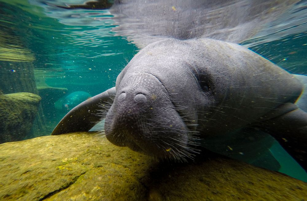 A manatee swims in a recovery pool