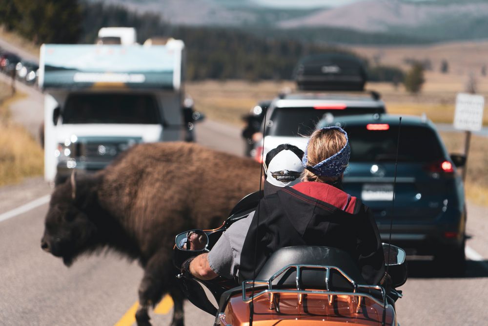 Bison walking through traffic on a road outside of Yellowstone