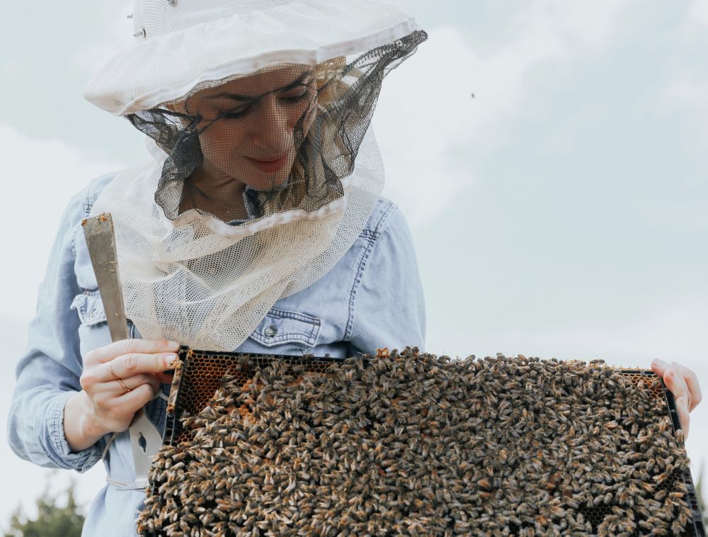 Erika Thomspon of Texas Beeworks holds up a comb on honeybees