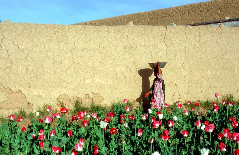 Opium poppies grow near the border with Pakistan. (Photo by David Bathga...