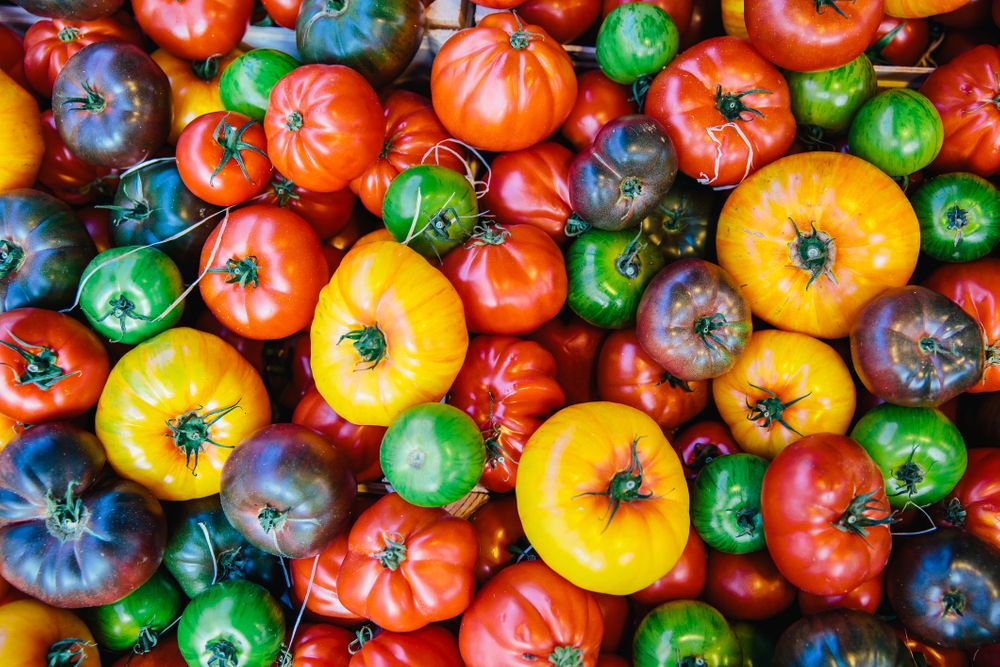Multi-colored tomatoes at farmer's market