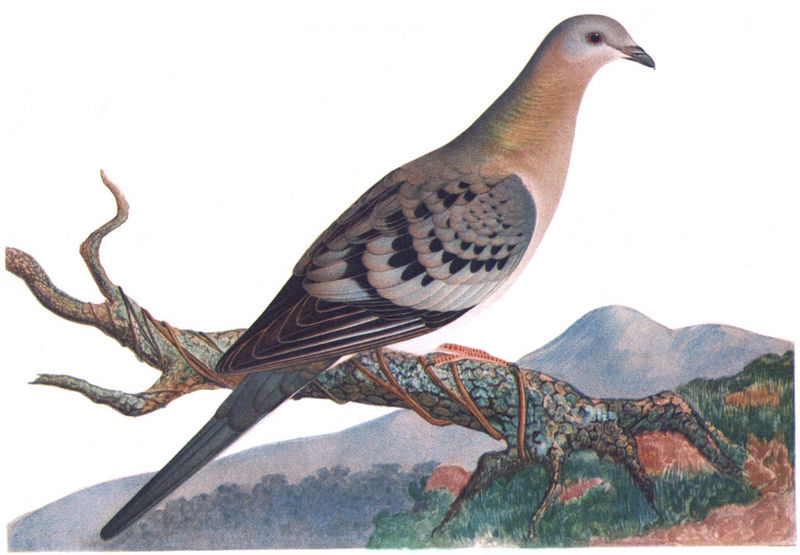 Passenger pigeon illustration