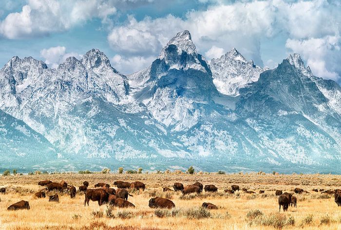 Bison in Wyoming