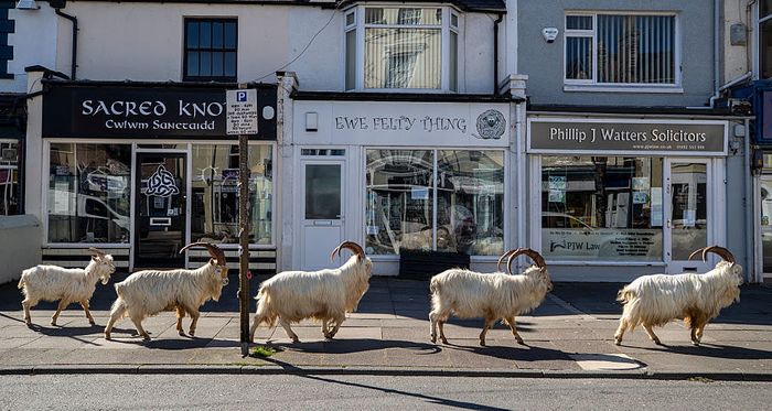 Goats in Wales