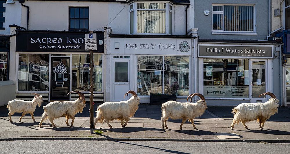 Goats in Wales