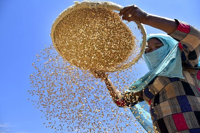 Wheat farmer in India