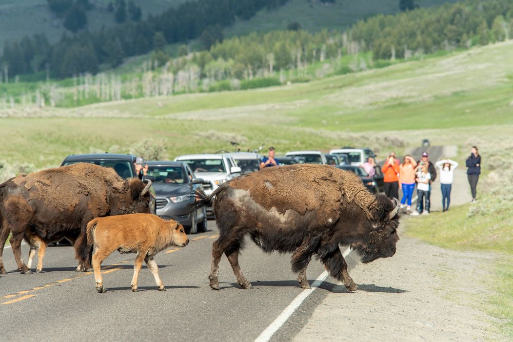 YELLOWSTONE NATIONAL PARK,WY - JUNE 08: Visitors watch bison and their n...