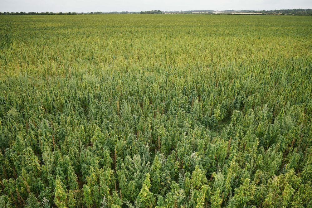 weed farming drones crops