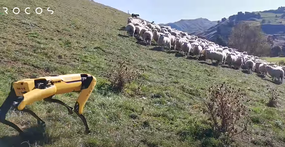 Boston Dynamics shepherd