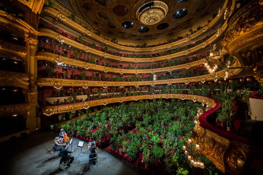 Quartet performing for plants 