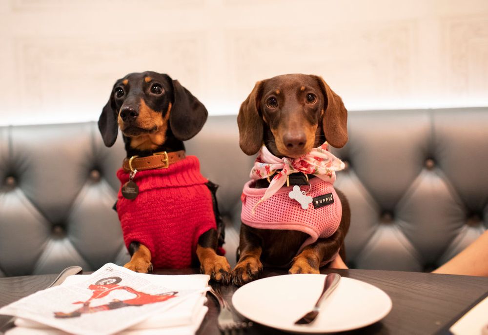 Dogs eating dinner